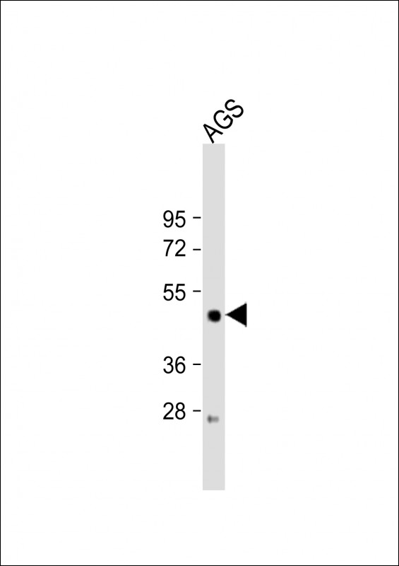 LIPF / GL / Gastric Lipase Antibody - Anti-LIPF Antibody (Center) at 1:2000 dilution + AGS whole cell lysate Lysates/proteins at 20 ug per lane. Secondary Goat Anti-Rabbit IgG, (H+L), Peroxidase conjugated at 1:10000 dilution. Predicted band size: 45kDa. Blocking/Dilution buffer: 5% NFDM/TBST.