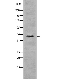 LIPF / GL / Gastric Lipase Antibody - Western blot analysis of LIPF using K562 whole cells lysates