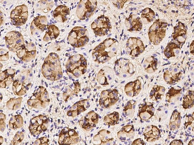 LIPF / GL / Gastric Lipase Antibody - Immunochemical staining of human LIPF in human stomach with rabbit polyclonal antibody at 1:10000 dilution, formalin-fixed paraffin embedded sections.