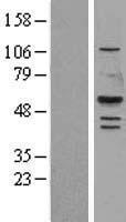 LIPF / GL / Gastric Lipase Protein - Western validation with an anti-DDK antibody * L: Control HEK293 lysate R: Over-expression lysate