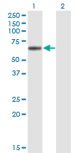 LIPG / Endothelial Lipase Antibody - Western blot of LIPG expression in transfected 293T cell line by LIPG monoclonal antibody (M01), clone 4A9.