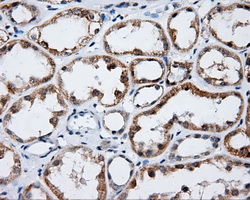 LIPG / Endothelial Lipase Antibody - Immunohistochemical staining of paraffin-embedded Kidney tissue using anti-LIPG mouse monoclonal antibody. (Dilution 1:50).