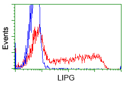 LIPG / Endothelial Lipase Antibody - HEK293T cells transfected with either pCMV6-ENTRY LIPG (Red) or empty vector control plasmid (Blue) were immunostained with anti-LIPG mouse monoclonal, and then analyzed by flow cytometry.