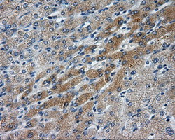 LIPG / Endothelial Lipase Antibody - IHC of paraffin-embedded liver tissue using anti-LIPG mouse monoclonal antibody. (Dilution 1:50).