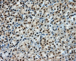 LIPG / Endothelial Lipase Antibody - Immunohistochemical staining of paraffin-embedded pancreas tissue using anti-LIPG mouse monoclonal antibody. (Dilution 1:50).