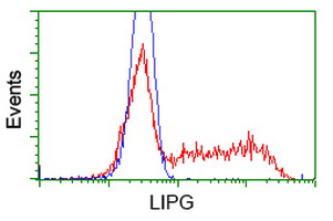 LIPG / Endothelial Lipase Antibody - HEK293T cells transfected with either overexpress plasmid (Red) or empty vector control plasmid (Blue) were immunostained by anti-LIPG antibody, and then analyzed by flow cytometry.