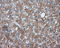 LIPG / Endothelial Lipase Antibody - Immunohistochemical staining of paraffin-embedded liver tissue using anti-LIPG mouse monoclonal antibody. (Dilution 1:50).