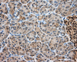 LIPG / Endothelial Lipase Antibody - Immunohistochemical staining of paraffin-embedded pancreas tissue using anti-LIPG mouse monoclonal antibody. (Dilution 1:50).