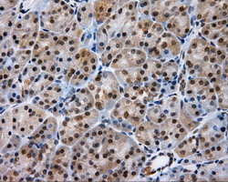 LIPG / Endothelial Lipase Antibody - IHC of paraffin-embedded pancreas tissue using anti-LIPG mouse monoclonal antibody. (Dilution 1:50).