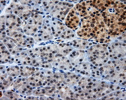 LIPG / Endothelial Lipase Antibody - IHC of paraffin-embedded pancreas tissue using anti-LIPG mouse monoclonal antibody. (Dilution 1:50).