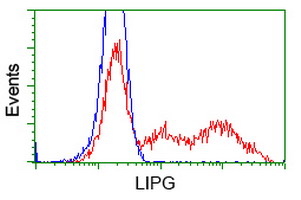 LIPG / Endothelial Lipase Antibody - HEK293T cells transfected with either overexpress plasmid (Red) or empty vector control plasmid (Blue) were immunostained by anti-LIPG antibody, and then analyzed by flow cytometry.