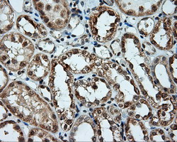 LIPG / Endothelial Lipase Antibody - IHC of paraffin-embedded Kidney tissue using anti-LIPG mouse monoclonal antibody. (Dilution 1:50).