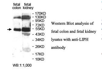LIPH / Lipase Member H Antibody
