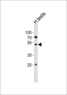 LIPI Antibody - Western blot of lysate from human testis tissue lysate with LIPI Antibody. Antibody was diluted at 1:1000. A goat anti-rabbit IgG H&L (HRP) at 1:10000 dilution was used as the secondary antibody. Lysate at 20 ug.