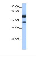 LIPJ Antibody - Fetal heart cell lysate. Antibody concentration: 0.5 ug/ml. Gel concentration: 12%.  This image was taken for the unconjugated form of this product. Other forms have not been tested.