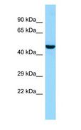 LIPN Antibody - LIPN antibody Western Blot of Fetal Brain.  This image was taken for the unconjugated form of this product. Other forms have not been tested.