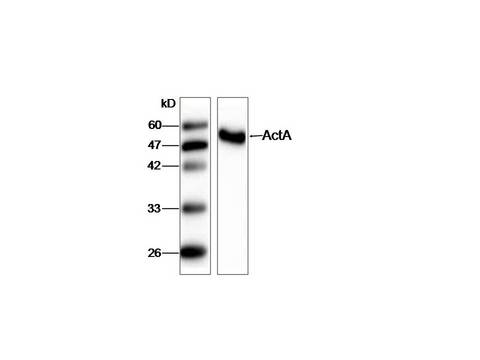 Listeria monocytogenes ActA Antibody