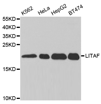 LITAF Antibody - Western blot analysis of extracts of various cell lines.