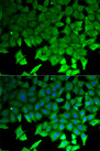 LITAF Antibody - Immunofluorescence analysis of HeLa cells.