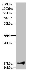 LITAF Antibody - Western blot All Lanes: LITAFantibody at 1.91ug/ml+ Hela whole cell lysate Goat polyclonal to rabbit at 1/10000 dilution Predicted band size: 18,24,16 kDa Observed band size: 17 kDa