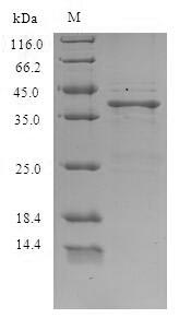 Saxiphilin Protein - (Tris-Glycine gel) Discontinuous SDS-PAGE (reduced) with 5% enrichment gel and 15% separation gel.