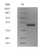 Saxiphilin Protein - (Tris-Glycine gel) Discontinuous SDS-PAGE (reduced) with 5% enrichment gel and 15% separation gel.