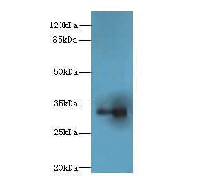 LIX1 Antibody - Western blot. All lanes: LIX1 antibody at 0.5 ug/ml+ Mouse heart tissue Goat polyclonal to rabbit at 1:10000 dilution. Predicted band size: 32 kDa. Observed band size: 32 kDa.