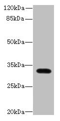 LIX1 Antibody - Western blot All lanes: LIX1 antibody at 0.5µg/ml + Mouse heart tissue Secondary Goat polyclonal to rabbit IgG at 1/10000 dilution Predicted band size: 32 kDa Observed band size: 32 kDa