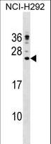 LL37 / Cathelicidin Antibody - CAMP Antibody western blot of NCI-H292 cell line lysates (35 ug/lane). The CAMP antibody detected the CAMP protein (arrow).