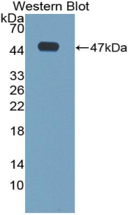 LL37 / Cathelicidin Antibody - Western Blot; Sample: Recombinant protein.
