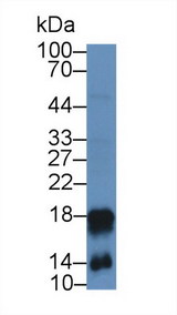 LL37 / Cathelicidin Antibody - Western Blot; Sample: Mouse Spleen lysate; Primary Ab: 2µg/mL Rabbit Anti-Mouse CAMP Antibody Second Ab: 0.2µg/mL HRP-Linked Caprine Anti-Rabbit IgG Polyclonal Antibody