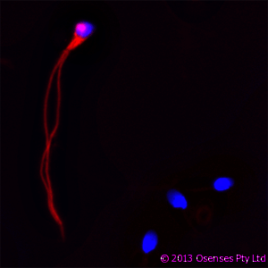 LL37 / Cathelicidin Antibody - Mouse monoclonal to Cathelicidin: OSX12 clone. IF on ethanol-fixed human spermatozoid using Mouse monoclonal to Cathelicidin: OSX12 clone at a concentration of 10 ug/ml. DAPI counterstained appearing in blue.