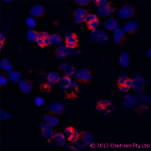 LL37 / Cathelicidin Antibody - Mouse monoclonal to Cathelicidin: OSX12 clone. Staining of a cytospin preparation of peripheral blood mononuclear cells (PBMC) isolated from buffy coat. Cells were left to air dry and then fixed with cold acetone (90 seconds) and blocked with PBS containing 1% FCS and 0.1% saponin (blocking buffer) for 20 minutes. Cells were then washed twice in PBS and incubated with Mouse monoclonal to Cathelicidin: OSX12 clone at a concentration of 10 ug/ml. DAPI counterstained appearing in blue. The antibody selectively recognizes polymorphonuclear cells.