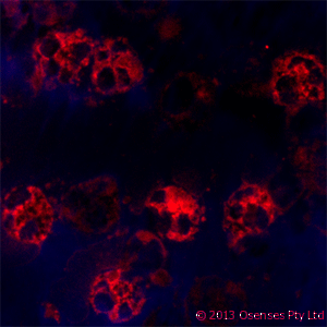 LL37 / Cathelicidin Antibody - Mouse monoclonal to Cathelicidin: OSX12 clone. Staining of a cytospin preparation of peripheral blood mononuclear cells (PBMC) isolated from buffy coat. Cells were left to air dry and then fixed with cold acetone (90 seconds) and blocked with PBS containing 1% FCS and 0.1% saponin (blocking buffer) for 20 minutes. Cells were then washed twice in PBS and incubated with Mouse monoclonal to Cathelicidin: OSX12 clone at a concentration of 10 ug/ml. The antibody selectively recognizes polymorphonuclear cells.