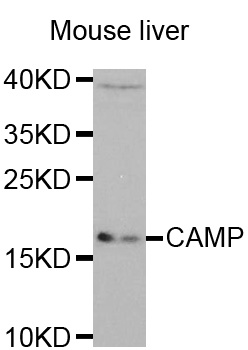 LL37 / Cathelicidin Antibody - Western blot analysis of extracts of mouse liver tissue, using CAMP antibody.