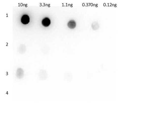 Llama IgG1 Antibody - Dot Blot of rabbit anti-Llama IgG1 antibody. Antigen: 1) Llama IgG1, 2) Llama IgG2, 3) Llama IgG3, 4) VHH protein. Load: 10 ng, 3.3 ng, 1.1 ng, and 0.12 ng as indicated. Primary antibody: Llama IgG1 antibody at 1ug/mL for one hour at RT. Secondary antibody: Gt-a-Rb 611-103-122 secondary antibody at 1:40,000 for 30 min at RT. Block: MB-070 overnight at 4°C.