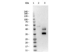 Llama IgG2 Antibody - Western Blot of Rabbit Anti-Llama IgG2 antibody. Lane 1: Opal Pre-stained Ladder. Lane 2: Llama IgG1. Lane 3: Llama IgG2. Load: 50 ng per lane. Product: Rabbit Anti-Llama IgG2 at 1:40,000. Secondary antibody: Gt-a-Rb HRP at 1:40,000 for 30 min at RT.