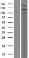 LLGL1 / HUGL Protein - Western validation with an anti-DDK antibody * L: Control HEK293 lysate R: Over-expression lysate