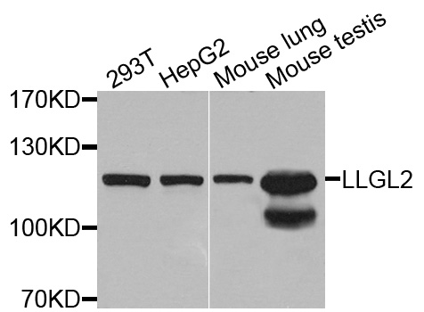 LLGL2 Antibody - Western blot analysis of extracts of various cells.