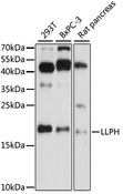 LLPH / C12orf31 Antibody - Western blot analysis of extracts of various cell lines, using LLPH antibody at 1:1000 dilution. The secondary antibody used was an HRP Goat Anti-Rabbit IgG (H+L) at 1:10000 dilution. Lysates were loaded 25ug per lane and 3% nonfat dry milk in TBST was used for blocking. An ECL Kit was used for detection and the exposure time was 90s.