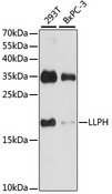LLPH / C12orf31 Antibody - Western blot analysis of extracts of various cell lines, using LLPH antibody at 1:1000 dilution. The secondary antibody used was an HRP Goat Anti-Rabbit IgG (H+L) at 1:10000 dilution. Lysates were loaded 25ug per lane and 3% nonfat dry milk in TBST was used for blocking. An ECL Kit was used for detection and the exposure time was 30s.