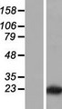 LLPH / C12orf31 Protein - Western validation with an anti-DDK antibody * L: Control HEK293 lysate R: Over-expression lysate