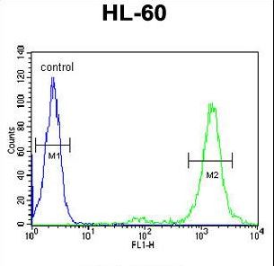 LMAN1L Antibody - LMA1L Antibody flow cytometry of HL-60 cells (right histogram) compared to a negative control cell (left histogram). FITC-conjugated goat-anti-rabbit secondary antibodies were used for the analysis.