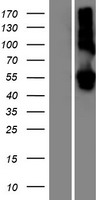 LMAN1L Protein - Western validation with an anti-DDK antibody * L: Control HEK293 lysate R: Over-expression lysate