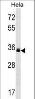 LMAN2 / VIP36 Antibody - LMAN2 Antibody western blot of HeLa cell line lysates (35 ug/lane). The LMAN2 antibody detected the LMAN2 protein (arrow).