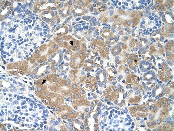 LMAN2 / VIP36 Antibody - LMAN2 antibody LMAN2(lectin, mannose-binding 2) Antibody was used in IHC to stain formalin-fixed, paraffin-embedded human kidney.  This image was taken for the unconjugated form of this product. Other forms have not been tested.