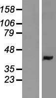 LMAN2 / VIP36 Protein - Western validation with an anti-DDK antibody * L: Control HEK293 lysate R: Over-expression lysate