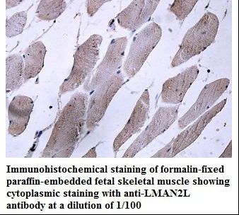 LMAN2L Antibody