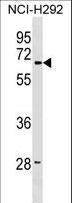 LMBR1 Antibody - LMBR1 Antibody western blot of NCI-H292 cell line lysates (35 ug/lane). The LMBR1 antibody detected the LMBR1 protein (arrow).