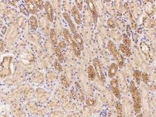 LMBRD2 Antibody - Immunochemical staining of human LMBRD2 in human kidney with rabbit polyclonal antibody at 1:500 dilution, formalin-fixed paraffin embedded sections.